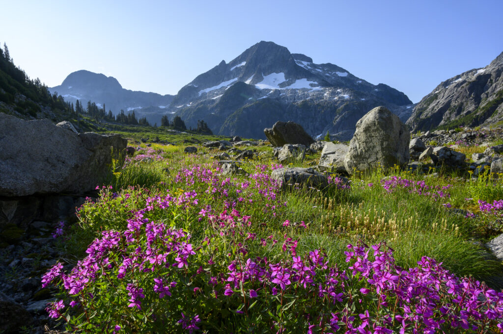Alpine meadow and wildflowers below a mountain, standing for the freedom a later-life plan can open